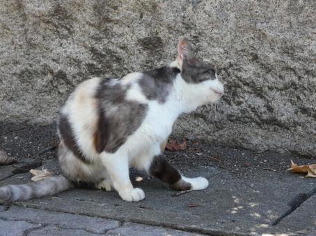 さくらねこ03 さくらねこ03の写真