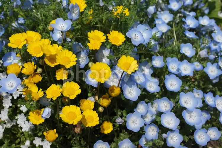花咲くガーデン 花,咲く,ガーデンの写真素材