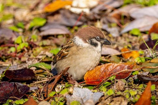Sparrow walking on the ground, JPG