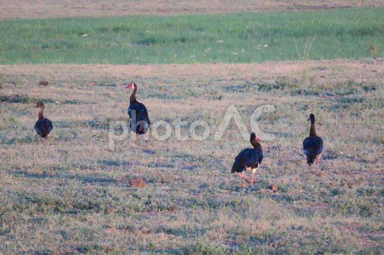 鳥　　サファリ　アフリカ サファリ,アフリカ,ボツワナの写真素材