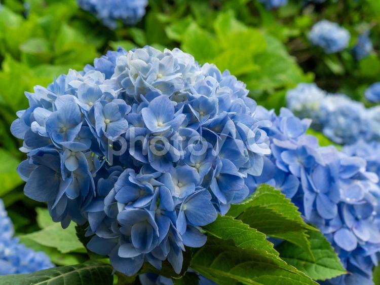 雨の名残をまとった紫陽花 紫陽花,アジサイ,青色の写真素材