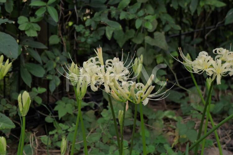 クリーム色の彼岸花（曼珠沙華） 彼岸花,クリーム色,白の写真素材