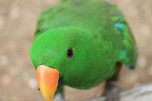 色鮮やかな鳥 色鮮やかな鳥の写真