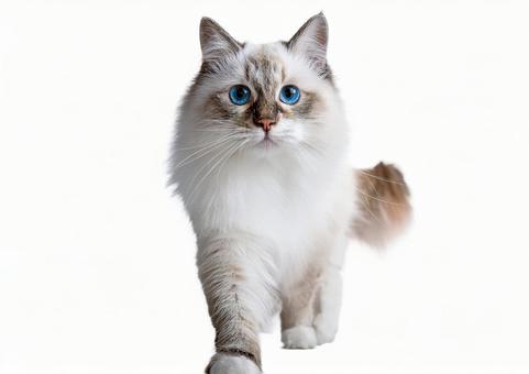 ラグドール猫 ラグドール猫の写真