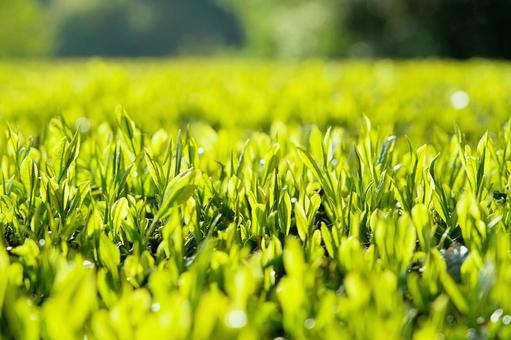 新茶の季節(緑茶) 新茶の季節(緑茶) 茶,新茶,緑茶の写真素材