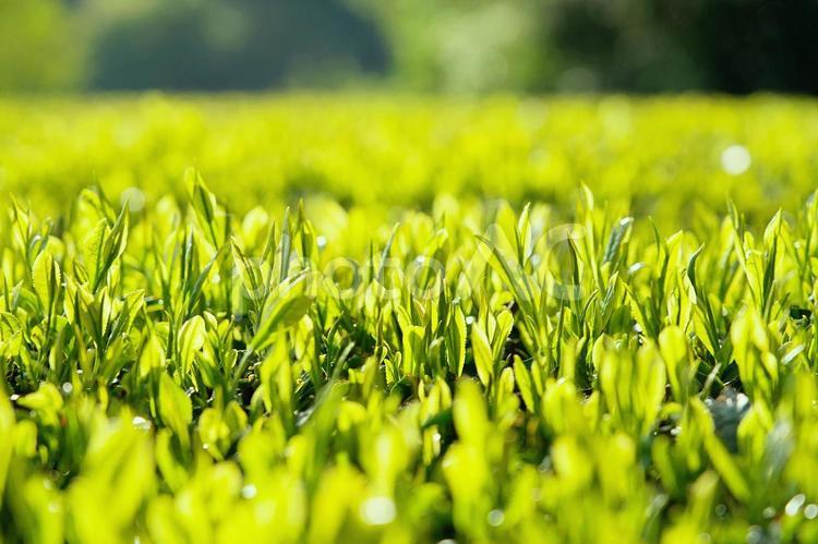 新茶の季節（緑茶） 茶,新茶,緑茶の写真素材