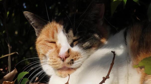 日向ぼっことお昼寝が日課のあざとい三毛猫 三毛猫,猫,眠り猫の写真素材