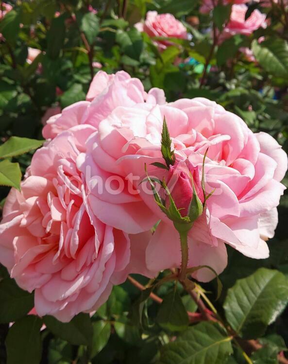 はにかむ花と薔薇のつぼみ バラ,薔薇,花の写真素材