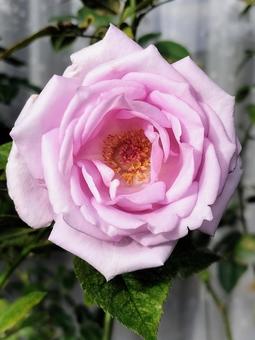 ベランダのバラ・夜来香 薔薇,バラ,夜来香の写真素材