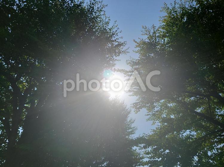 木に囲まれた日差し 木,日差し,太陽の写真素材