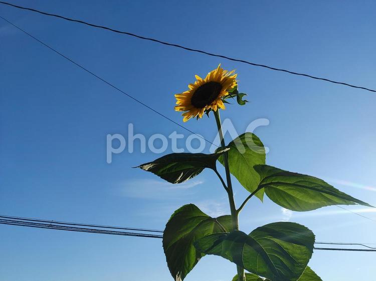 ひまわり ヒマワリ,向日葵,電線の写真素材