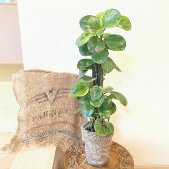 観葉植物 ペペロミア斑入り 鉢植え4号鉢 観葉植物 ペペロミア斑入り 鉢植え4号鉢の写真