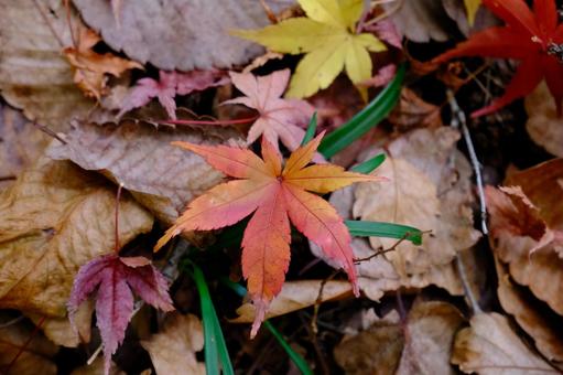 Maple, JPG