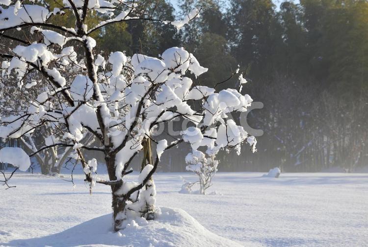 畑の樹木の雪化粧 雪,朝,畑の写真素材