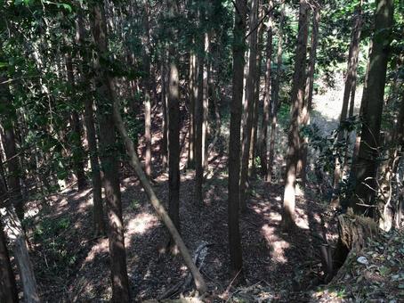 木漏れ日が差し込む深い森 木漏れ日が差し込む深い森 自然,風景,森の写真素材