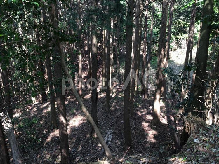 木漏れ日が差し込む深い森 自然,風景,森の写真素材