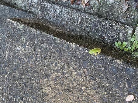 アマガエル アマガエル カエル,爬虫類,雨蛙の写真素材