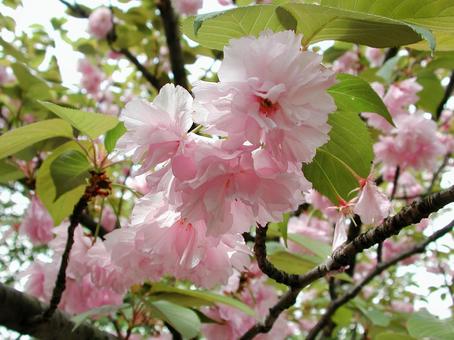 寒桜・かんざくら 寒桜・かんざくらの写真