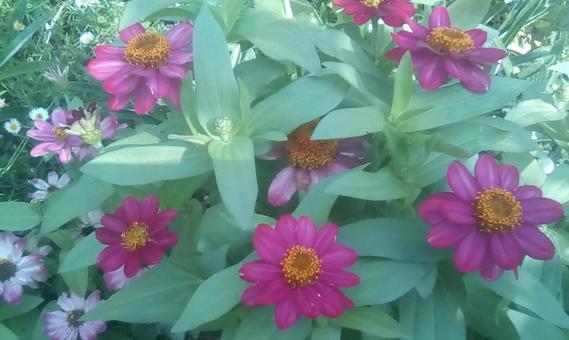 Photo, ফুল, উদ্ভিদ, গাছের পাতা, 