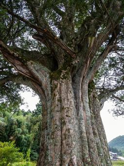 沢渡の榧の木⑴ 沢渡の榧の木⑴ 木,カヤノキ,沢渡の榧の木の写真素材