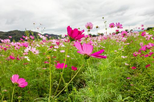 笠岡ベイファームのコスモス コスモス,自然,秋の写真素材