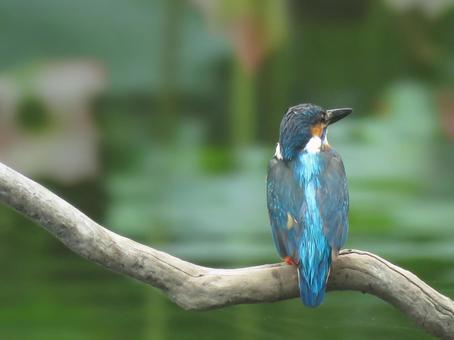 Lotus pond kingfisher 2, JPG Lotus pond kingfisher 2, JPG