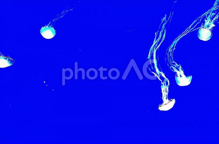 クラゲ　水　絵　絵画風 壁紙,クラゲ,イメージの写真素材