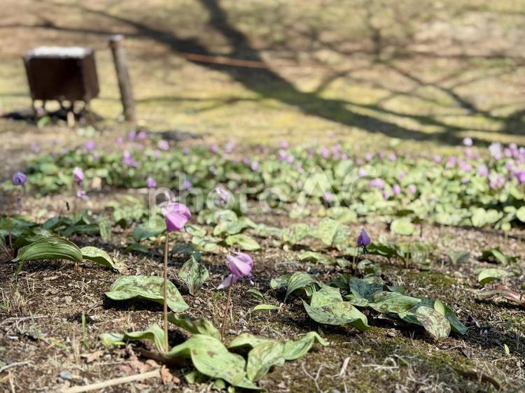 明治神宮　御苑　カタクリの花 カタクリ,原宿,森の写真素材