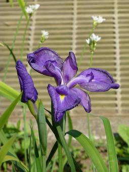 花壇に咲く濃い紫色のハナショウブ 花壇に咲く濃い紫色のハナショウブの写真