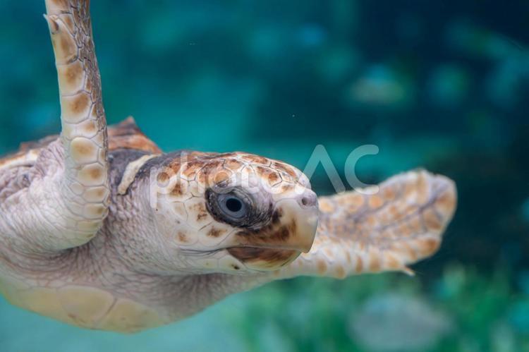 元気に泳ぐウミガメの赤ちゃん アオウミガメ,うみがめ,かめの写真素材