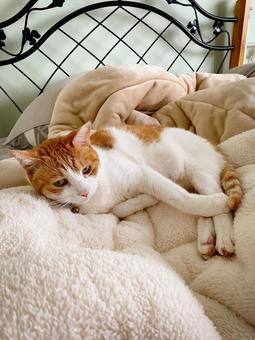 A brown and white cat relaxing on a fluffy blanket in the afternoon, JPG A brown and white cat relaxing on a fluffy blanket in the afternoon, JPG