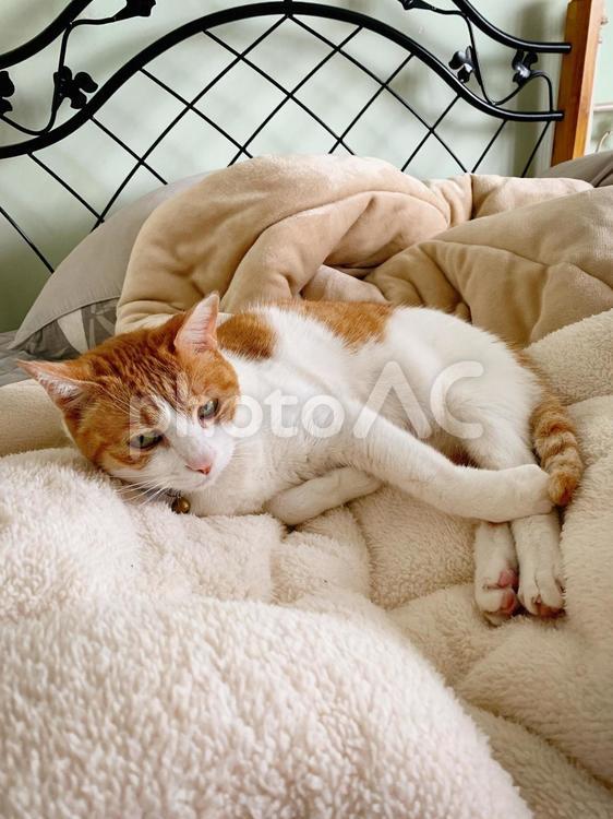 ふわふわ毛布でくつろぐ茶白猫の昼下がり 猫,ねこ,茶白猫の写真素材