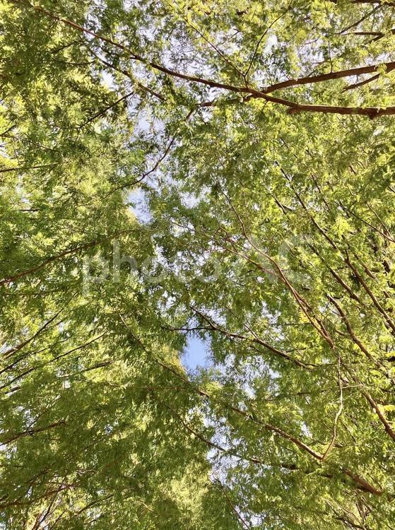 木漏れ日 木,木漏れ日,日差しの写真素材