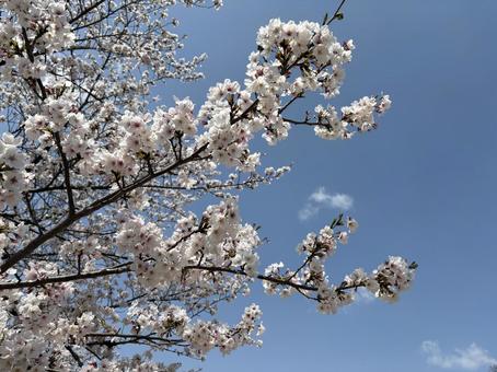 桜(ソメイヨシノ) 桜(ソメイヨシノ)の写真