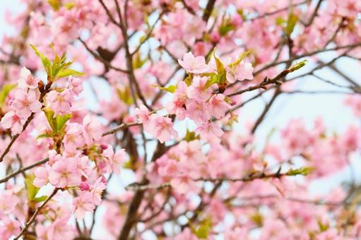 Kawazu cherry blossoms, JPG