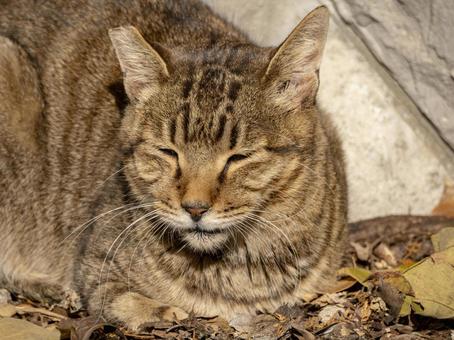 冬陽にまどろむ猫 猫,冬,日向ぼっこの写真素材