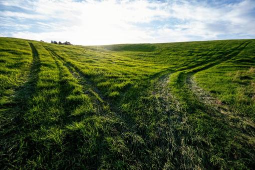 午後の柔らかな光を浴びて輝く牧草地 丘,青空,太陽の写真素材