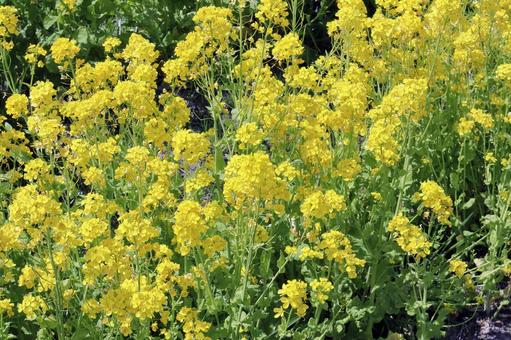菜の花 菜の花,菜の花畑,花の写真素材