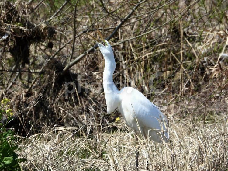 嘴を大きく開くダイサギ 鳥,野鳥,ダイサギの写真素材