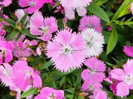 日本女性を象徴するナデシコ 花,ナデシコ,ピンクの写真素材