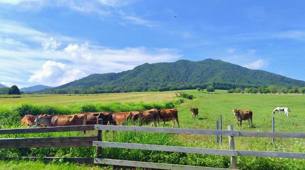 【岡山県】蒜山高原 ジャージー牛 蒜山高原,夏,牛の写真素材