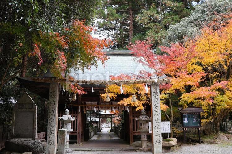 １２月上旬の三豊市大水上神社の紅葉 背景,紅葉,きれいの写真素材