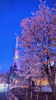 札幌テレビ塔と桜 桜,テレビ塔,札幌の写真素材