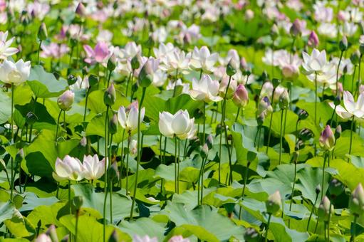 一面に咲き広がる蓮の群生 一面に咲き広がる蓮の群生 蓮,花,花びらの写真素材