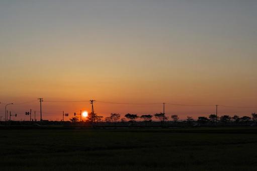 夕日と街路樹 夕日,夕方,夕景の写真素材