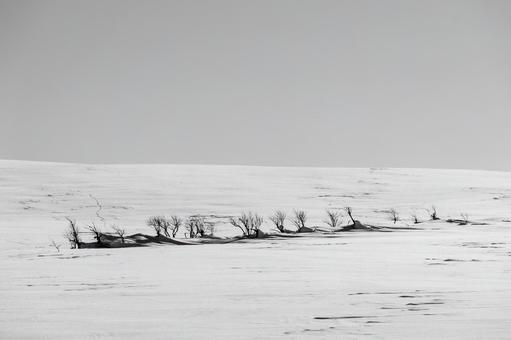 広大な雪原に佇む木立の冬景色 木立,雪原,冬の写真素材
