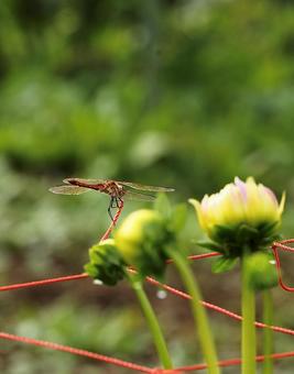 コスモスとトンボ2の写真