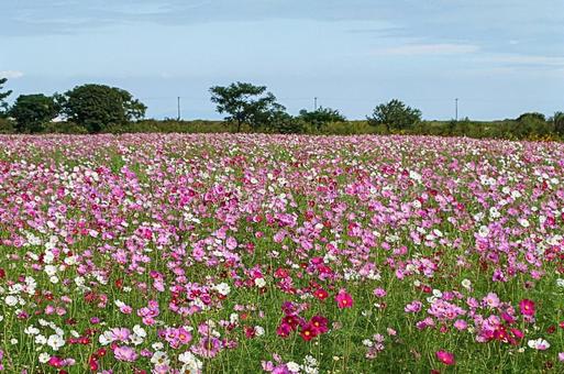 自然干陸地フラワーゾーンのコスモス 自然干陸地フラワーゾーンのコスモスの写真