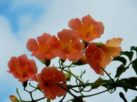 【花の写真】ノウゼンカズラ(凌霄花) 【花の写真】ノウゼンカズラ(凌霄花)の写真