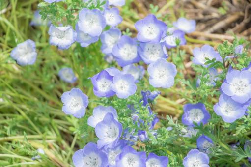 ネモフィラの写真